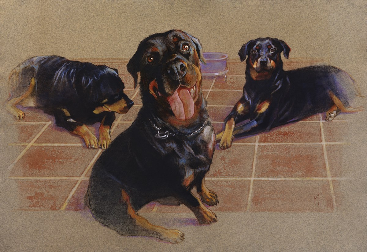 Retrato de três rottweilers deitadas sobre piso de tijolinho.